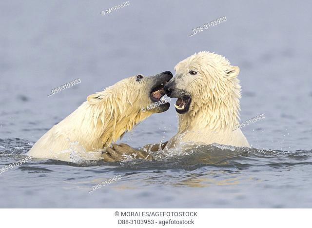 United States, Alaska, Arctic National Wildlife Refuge Kaktovik, Polar Bear( Ursus maritimus ), along a barrier island outside Kaktovik, Alaska
