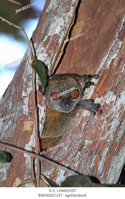 Ankarana Sportive Lemur (Lepilemur ankaranensis), in a hollow tree trunk, Madagascar, Antsiranana, Andrafiamena Classified Forest