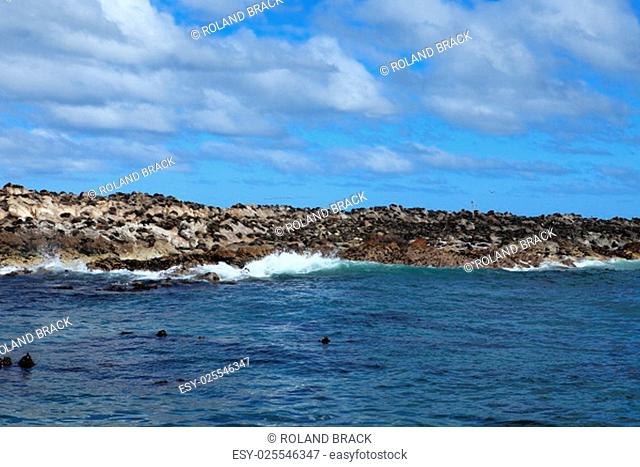 seal colony at cape town in south africa