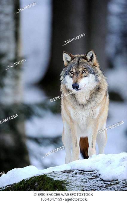 European grey wolf in snow Canis lupus, captive  Bayerischerwald National Park, Germany