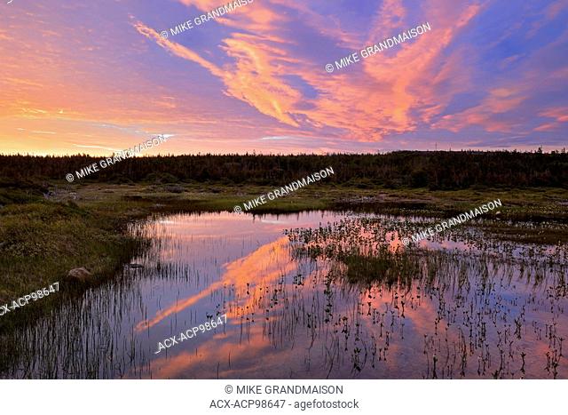 Morning light reflected in wetland Belburns Newfoundland & Labrador Canada
