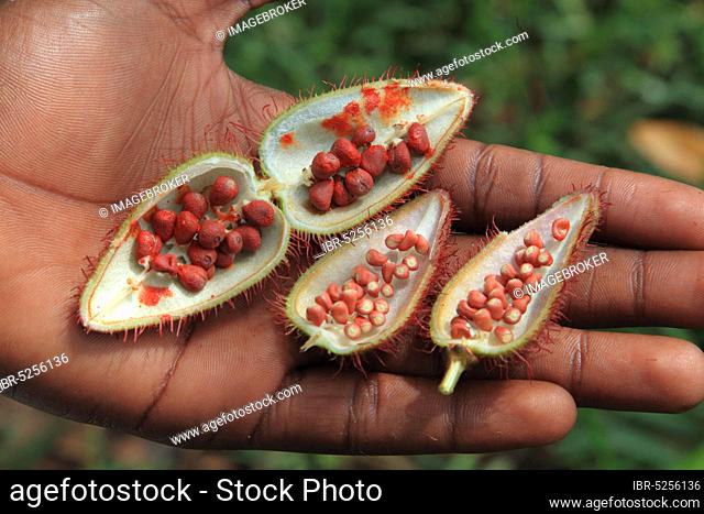 Achiote (Bixa orellana), fruit, Zanzibar, lipstick plant, orlean shrub, Achiote (Bixaceae), Madagascar, Africa