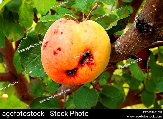 The side view of an apple ruined by codling moths