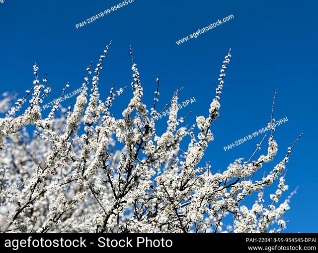 18 April 2022, Baden-Wuerttemberg, Rottweil: Sloe bushes bloom under a bright blue sky. Photo: Silas Stein/. - Rottweil/Baden-Wuerttemberg/Germany