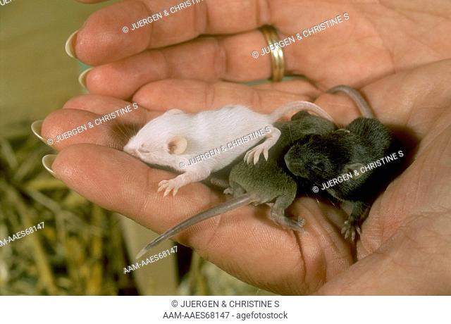 House Mice (Mus musculus), on human Hand