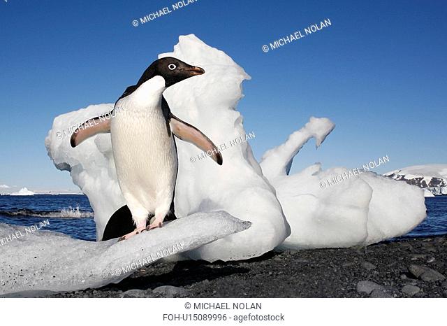Adult Adelie penguin Pygoscelis adeliae standing on ice on Paulet Island on the Northeast side of the Antarctic Peninsula
