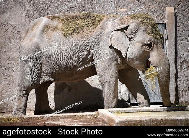 Asian elephant.The BioPark of Rome, 17 hectares, 1000 animals of 150 species including mammals, reptiles, birds and amphibians in a botanical context with...
