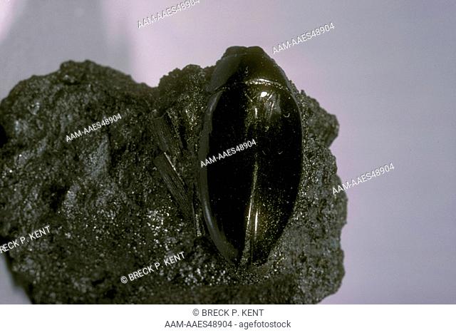 Fossil Beetle (Hydrophilus sp) Pleistocene Epoch, La Brea Tar Pits, CA
