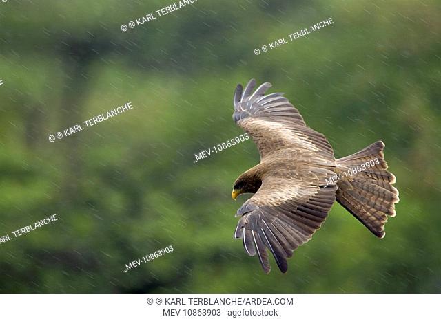 Yellow-billed Kite - In flight during heavy rainfall in central Namibia (Milvus aegyptius). Africa. (Used to be considered sub-species of the Black Kite -...