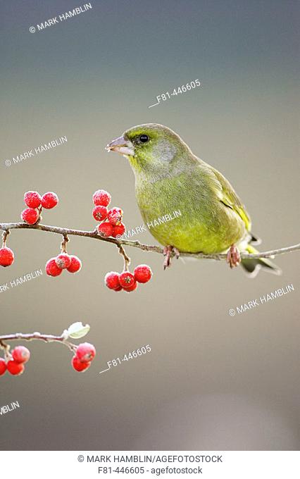 Greenfinch (Carduelis chloris) male perched / feeding on red cotoneaster berries in winter. Scotland, UK