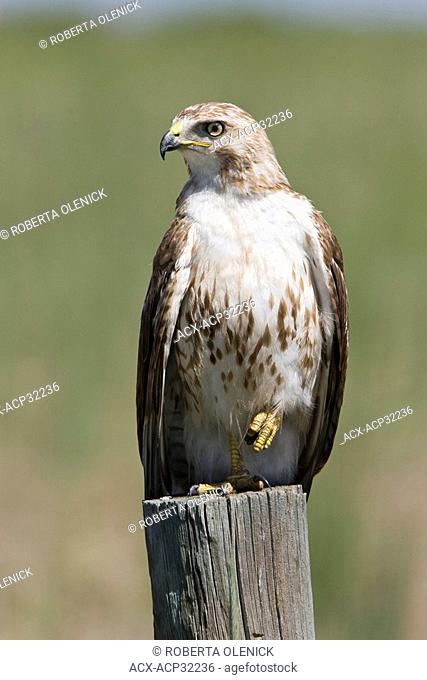 Red-tailed hawk Buteo jamaicensis, near Grover, Colorado