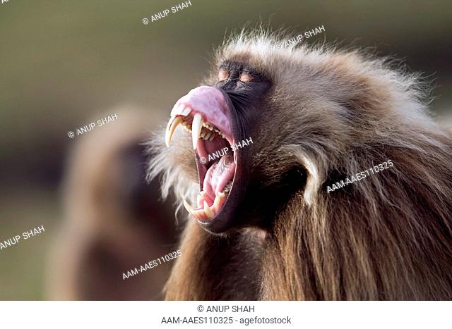 Gelada male(Theropithecus gelada) yawning. Simien Mountains National Park, Ethiopia. Nov 2008