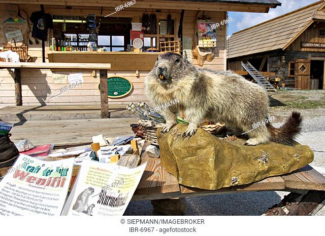 Stuffed marmot ( Marmota monax ) in National Park Nockberge - Carinthia - Austria