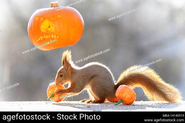 red squirrel is holding a pumpkin mask