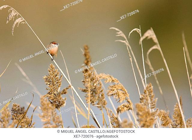 Common waxbill (Estrilda astrild) on reeds. Llobregat river delta, Barcelona province, Catalonia, Spain