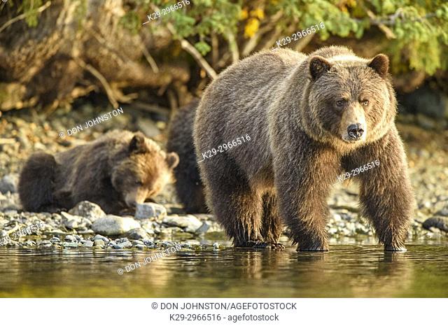Grizzly bear (Ursus arctos)- Family hunting for spawning sockeye salmon along shore of the Chilko River, Chilcotin Wilderness, BC Interior, Canada