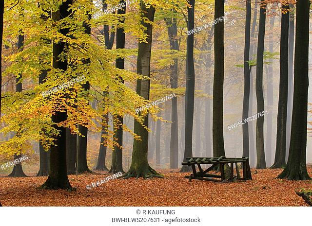 common beech Fagus sylvatica, beech forest at a foggy autumn day, with broken stand, Germany, North Rhine-Westphalia, Sauerland