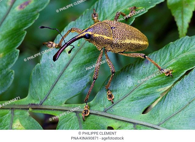 Scarab Beetle - Parque Nacional Tapanti, Tapanti National Park, Costa Rica, Central America