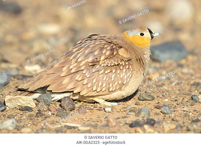 Crowned Sandrgouse (Pterocles coronatus), adult male sitting on the ground in a stony desert
