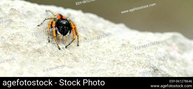 small jumping spider Philaeus on rock surface close up macro black orange