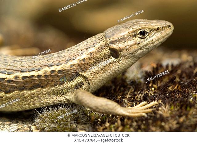 Large Psammodromus lizard Psammodromus algirus