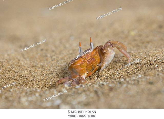 Adult ghost crabs Ocypode sp on the beach at Bartolome Island in the Galapagos Island Group, Ecuador Pacific Ocean These burrowing crabs sift through beach sand...