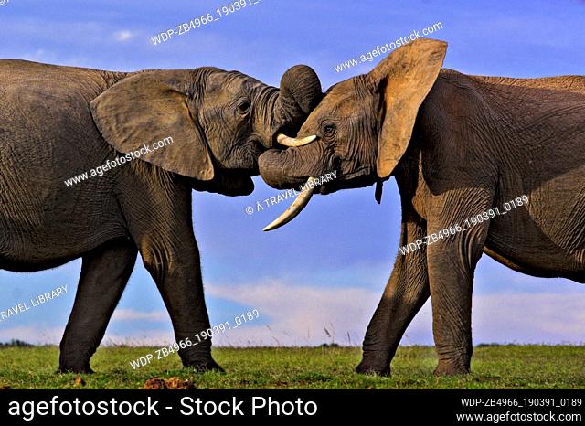 Two Elephants Play Fighting at Addo Elephant Park, Eastern Cape, South Africa