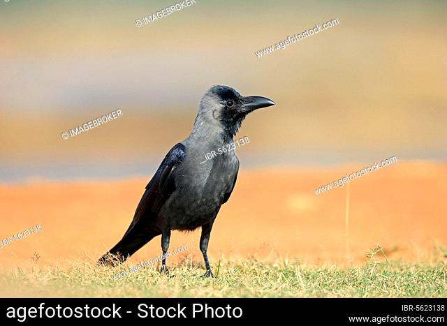 House Crow (Corvus splendens) adult, standing on grass, Sri Lanka, Asia