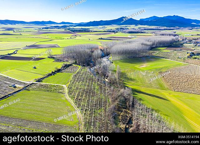 Agricultural area and poplar grove. Aerial view. Ancin area. Navarre, Spain, Europe
