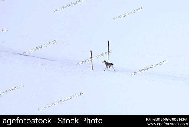 24 January 2023, Bavaria, Pfronten: A dog runs on a path through the snow-covered landscape. Photo: Karl-Josef Hildenbrand/dpa