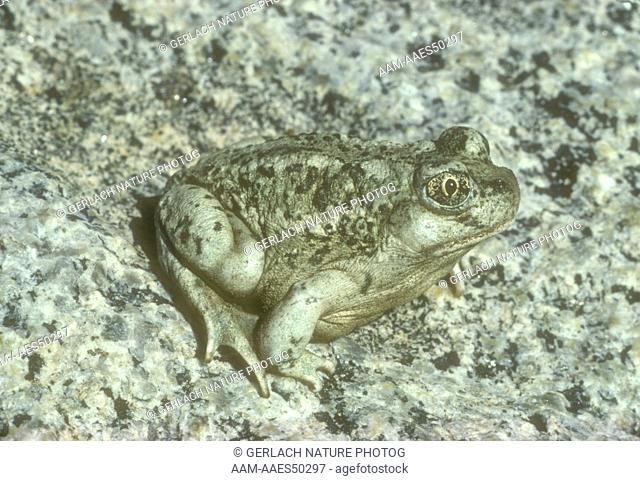 Great Basin Spadefoot Toad (Scaphiopus intermontanus) Mono Lake, California