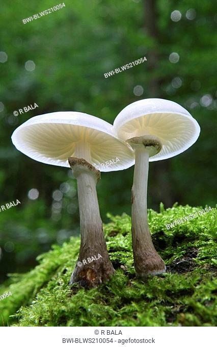 porcelain fungus Oudemansiella mucida, on dead wood, Germany, North Rhine-Westphalia