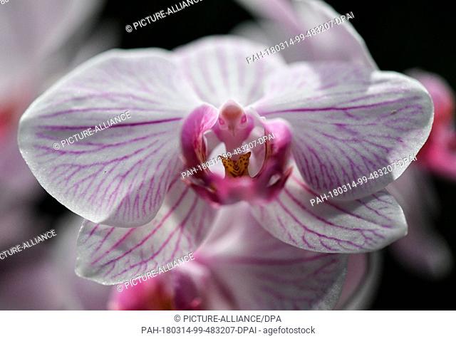 13 March, Germany, Mainau: A Phalaenopsis-Hybrid orchid blossoms in the palm house at the Lake Constance island Mainau. The flowering island informs about the...