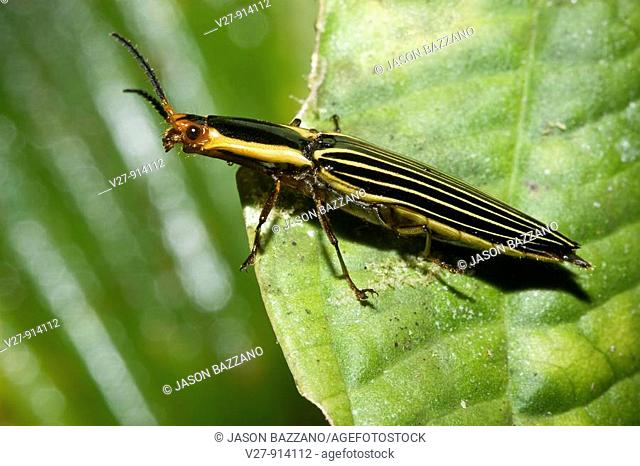 Semiotus superbus, a tropical click beetle, order Coleoptera, family Elateridae  Photographed in Costa Rica