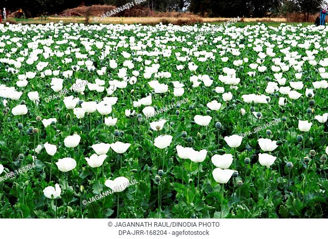 Poppy flowers plantation , Neemuch , Madhya Pradesh , India