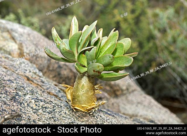 Botterboom (Tylecodon paniculatus) in habitat, Crassulaceae, Richtersveld, South Africa