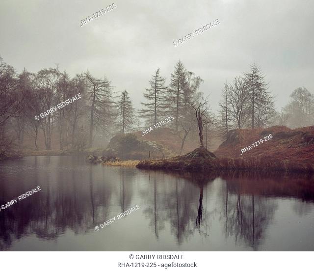 Bare trees surrounding the banks of Holme Fell Tarn on an overcast winters day in the Lake District National Park, UNESCO World Heritage Site, Cumbria, England