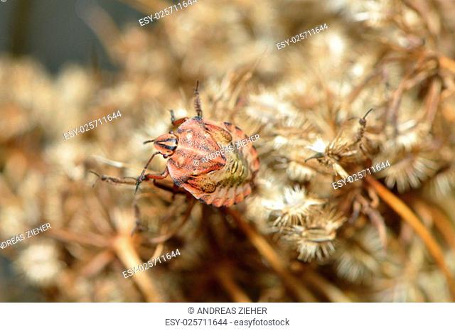 strip bugs larva on a withered flower