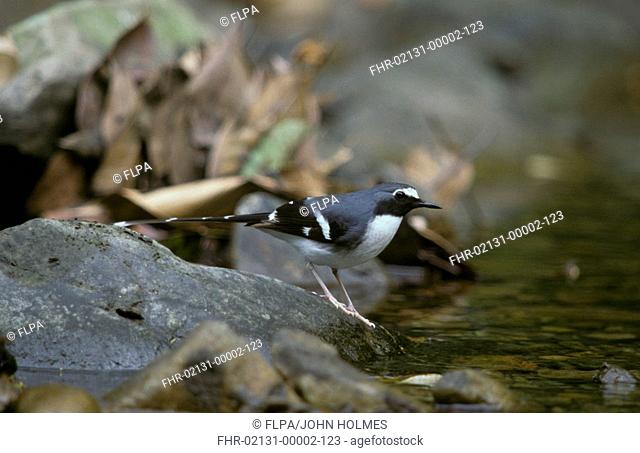 Slaty-backed Forktail Enicurus schistaceus On rock - beside water - Chebaling, Guangdong, PRC
