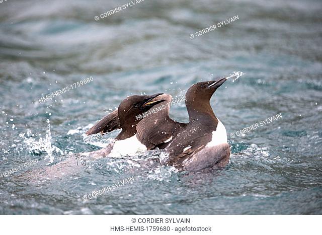 Russia, Chukotka autonomous district, Herald Island, Thick Billed Murre (Uria lomvia), fighting in the water