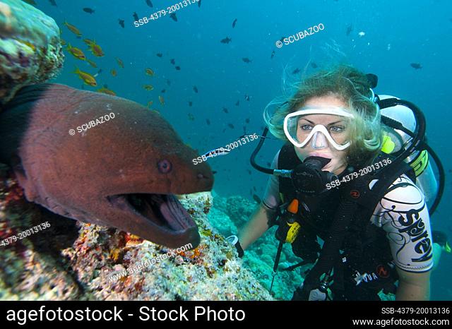 A female diver observes a large Giant Moray Eel, Gymnothorax javanicus, being cleaned by a Bluestreak Cleaner Wrasse, Labroides dimidiatus, on a coral reef