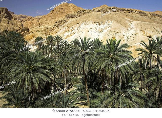 Chebika oasis and palm trees Tunisia