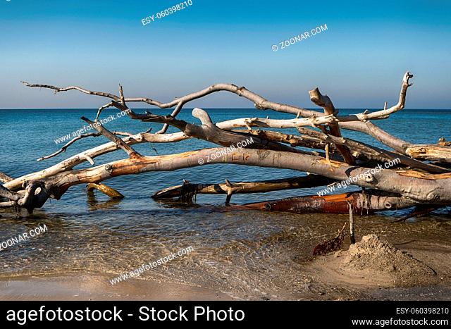 Baltic Sea Coast on Darss in Germany