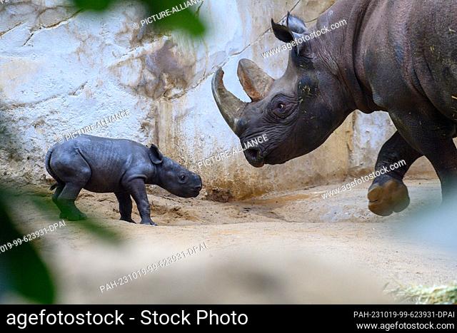 19 October 2023, Saxony-Anhalt, Magdeburg: A rhino calf stands with its mother ""Malaika"" at Magdeburg Zoo. The young animal is a girl and was born on 08...
