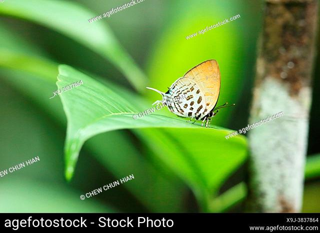 Butterfly, Cheritra freja ochracea, Borneo, Asia