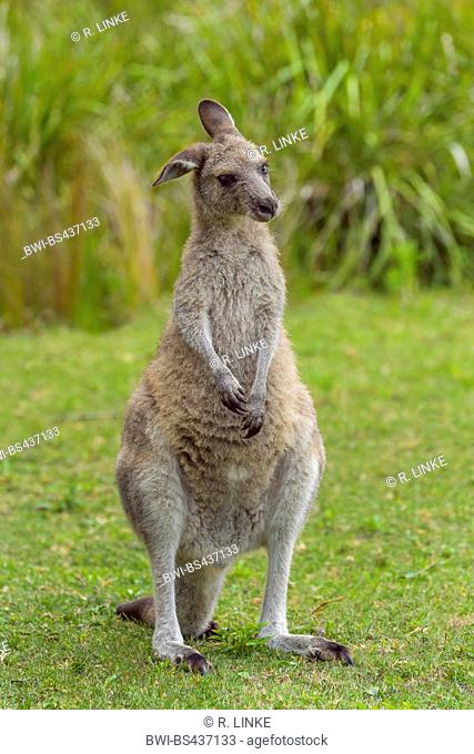 eastern gray kangaroo (Macropus giganteus), sitting on a meadow flapping an ear down, Australia, New South Wales, Murramarang National Park
