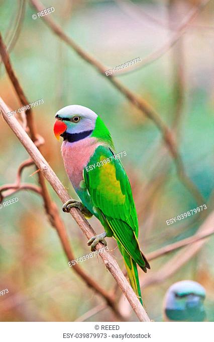 alexandrine parakeet psittacula eupatria Colorful parrot Beautif