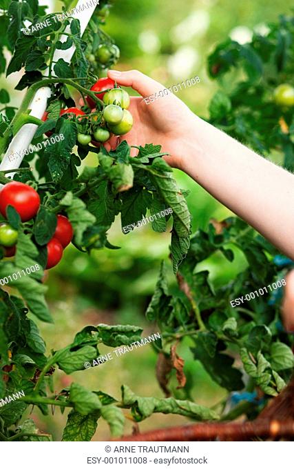 Frau erntet Tomaten im Garten