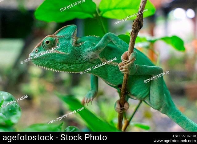 veiled chameleon hang on tree stem