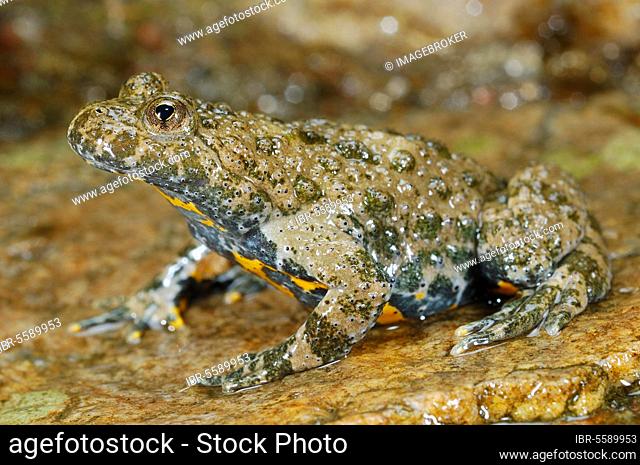 Yellow-bellied toad, yellow-bellied toads (Bombina variegata), Toad, Toads, Amphibians, Other animals, Frogs, Toad, Toads, Animals, Yellow-bellied toad adult